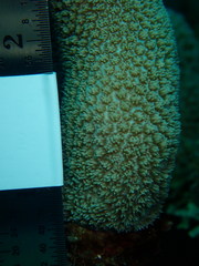 Porites porites