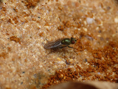 Ephydra