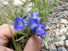 Penstemon cyaneus