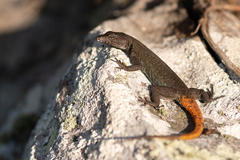 Chimanimani Flat Lizard photo 3