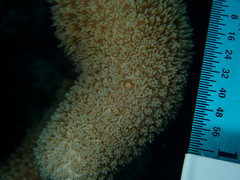 Porites porites