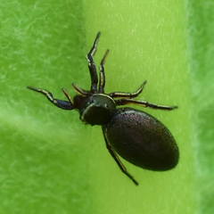 Tutelina