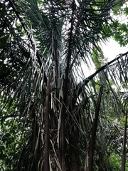 Attalea rostrata
