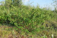 Betula divaricata