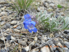 Penstemon cyaneus