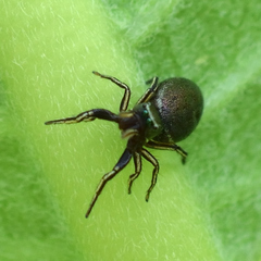Tutelina