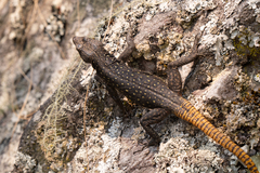 Chimanimani Flat Lizard photo 2
