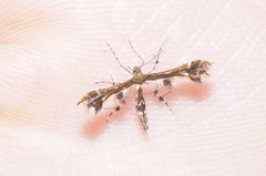 Geina tenuidactylus