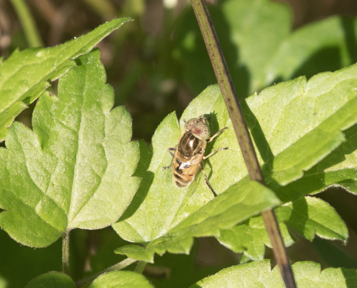Big-headed Lagoon Fly photo 4