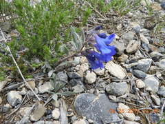 Penstemon cyaneus