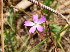 Eudianthe coeli-rosa