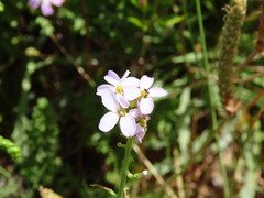 Cakile maritima maritima