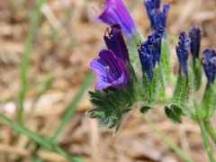 Echium sabulicola