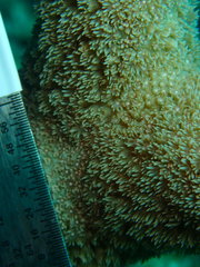 Porites porites