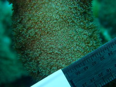Porites porites
