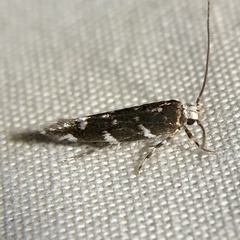 Stagmatophora