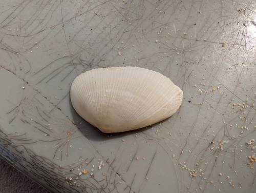 Meropesta nicobarica observed 2024-09-29