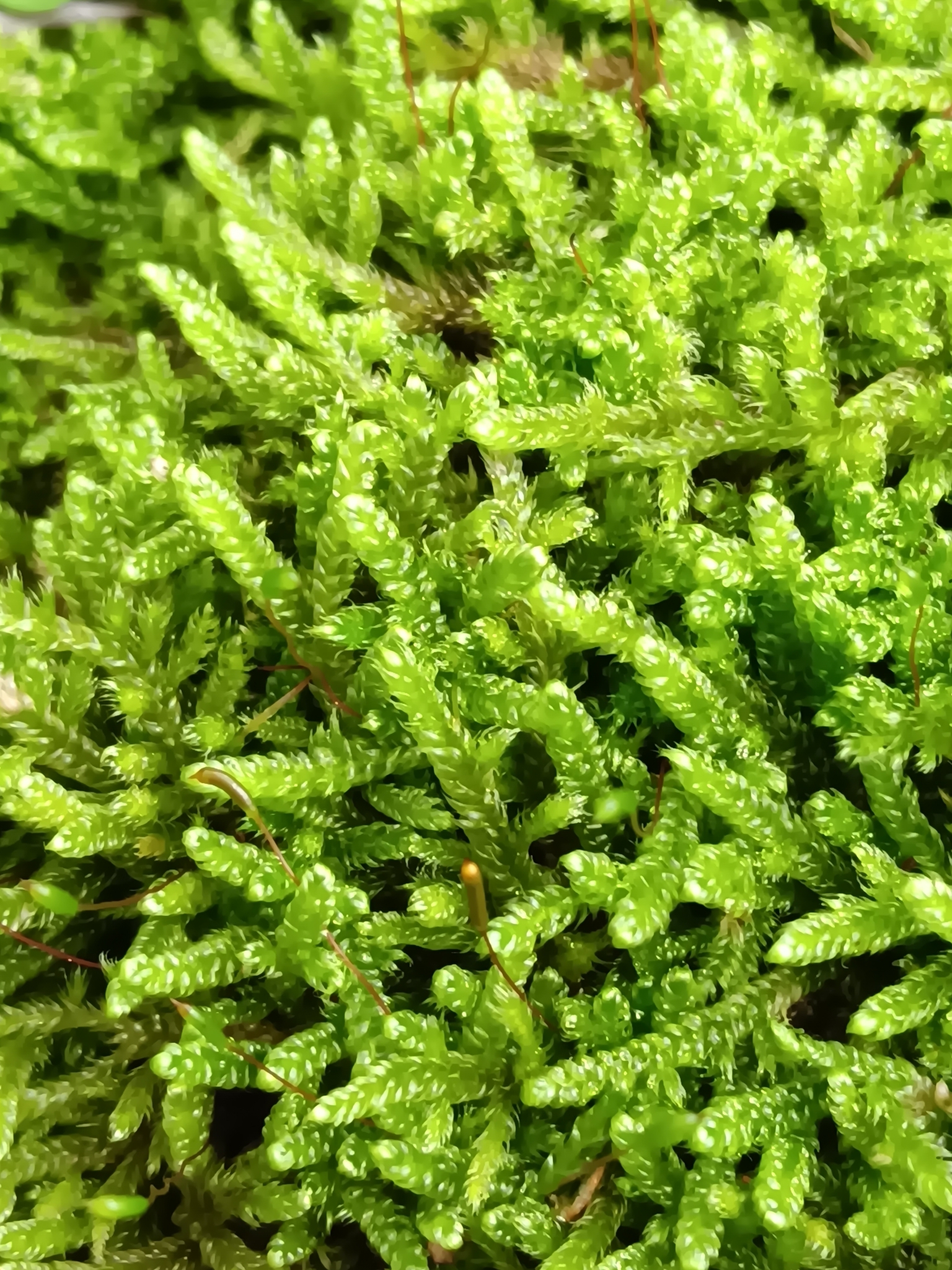 Hypnum cupressiforme