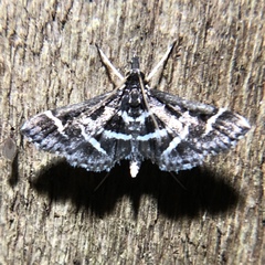 Diasemiodes janassialis