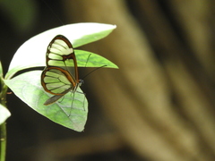 Pagyris cymothoe