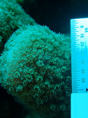 Porites porites