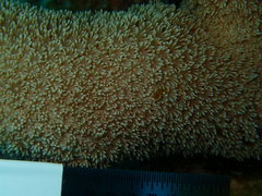Porites porites