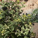 Alyssum turkestanicum - Photo (c) Вячеслав Юсупов, μερικά δικαιώματα διατηρούνται (CC BY-NC), uploaded by Вячеслав Юсупов