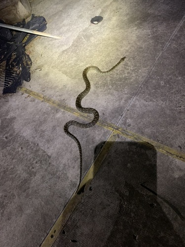 Coastal Carpet Python sighting