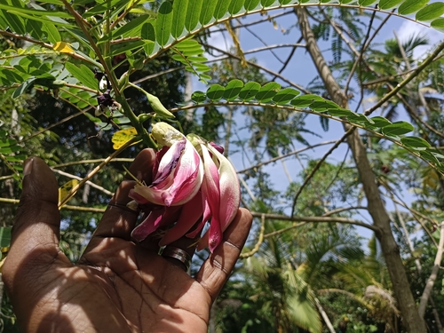 Image of Sesbania grandiflora by (c) renjus box, some rights reserved (CC BY)