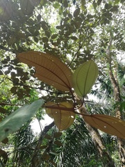Miconia argentea