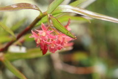 Epidendrum oxysepalum