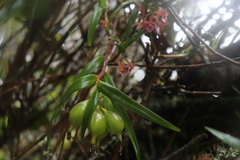 Epidendrum oxysepalum