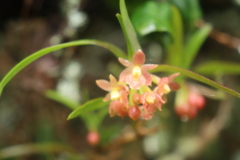 Epidendrum oxysepalum