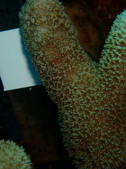 Porites porites