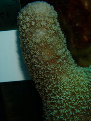 Porites porites