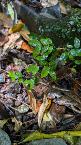 Image of Gossia inophloia by no rights reserved