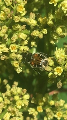 Trichiotinus affinis