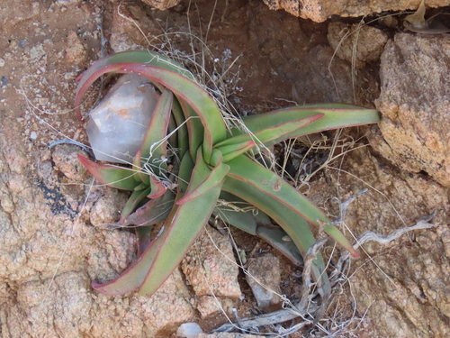 Crassula fusca
