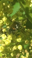 Trichiotinus affinis