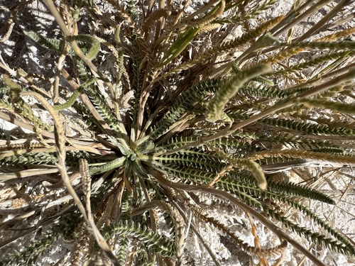 Image of Ivesia kingii by (c) Steve Matson, some rights reserved (CC BY)