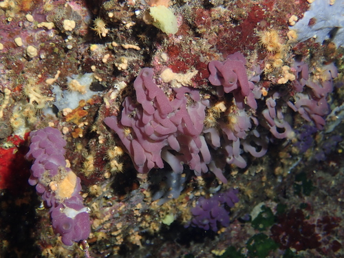 flesh sponge