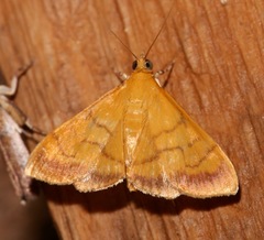 Pyrausta insignitalis