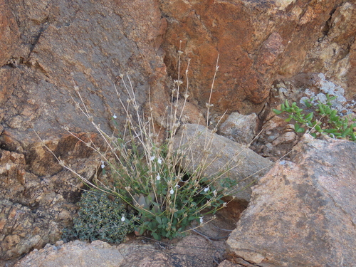 Image of Acrotome pallescens by no rights reserved