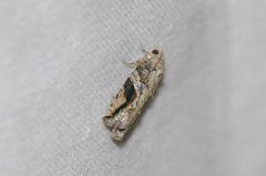 Proteoteras crescentana