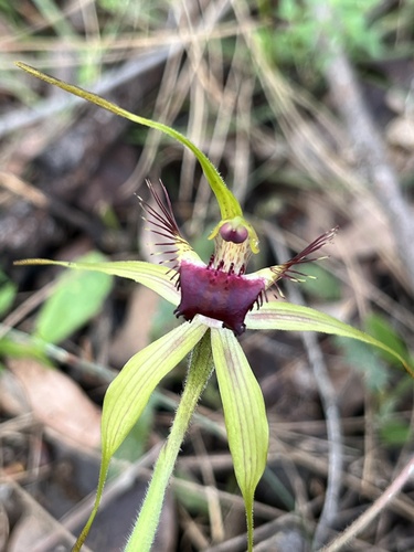 Image of Caladenia brownii by (c) dizzyurid, some rights reserved (CC BY)