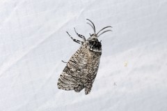 Prionoxystus macmurtrei