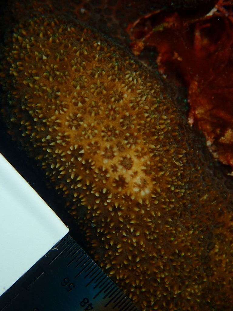 Six-ray Star Coral