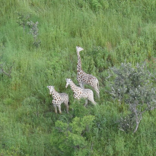 Giraffe