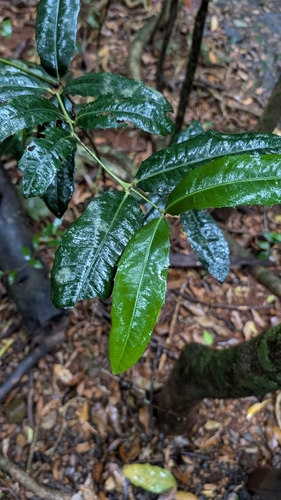 Image of Wilkiea macrophylla by no rights reserved