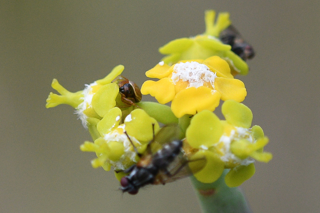 Mystaria lindaicapensis